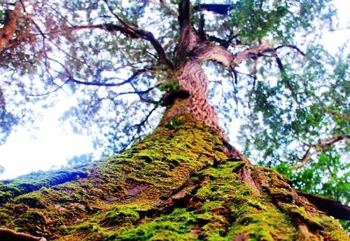 Quần thể cây pơ mu hàng trăm năm tuổi trải rộng trên hai xã A Xan và Tr’Hy, huyện Tây Giang (Quảng Nam).